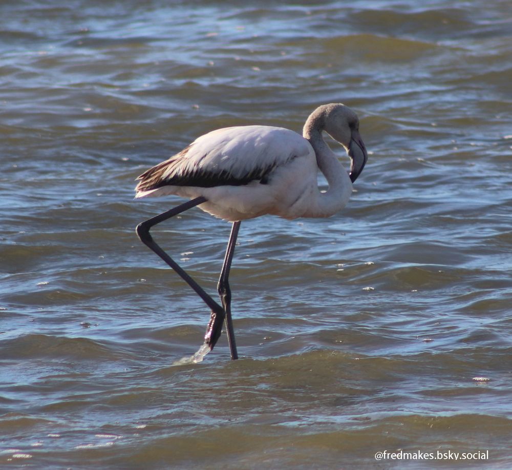 A white gray and black juvenile flamingo wading in water
