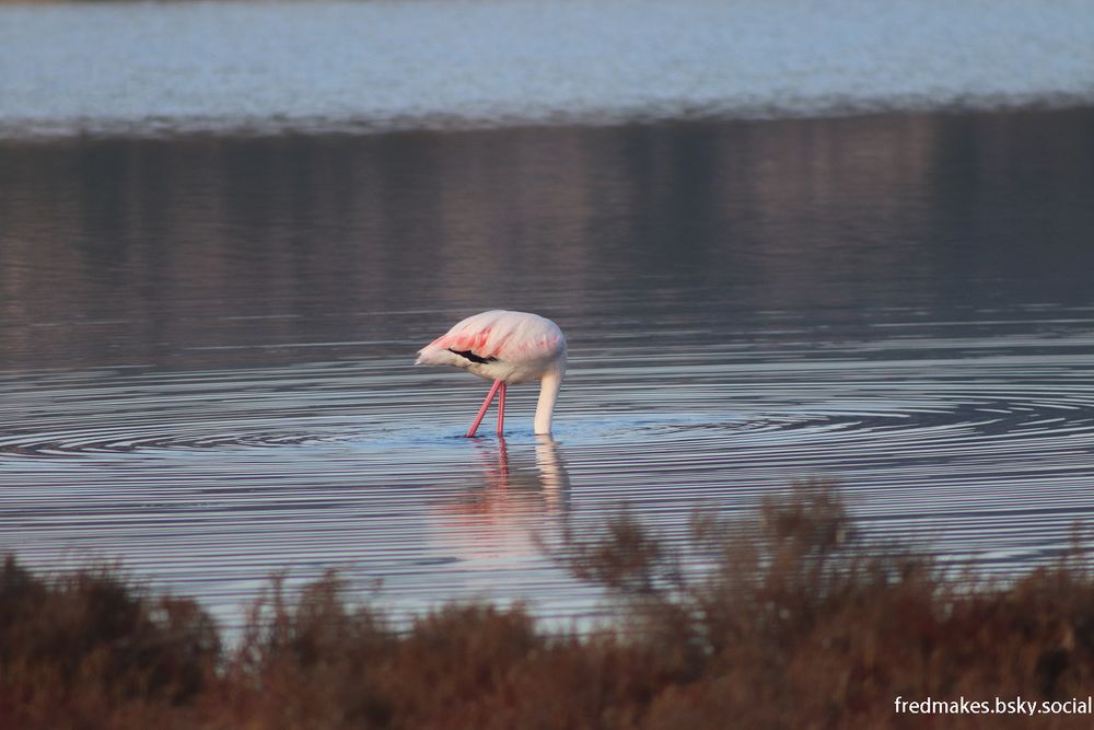 A flamingo with its head underwater