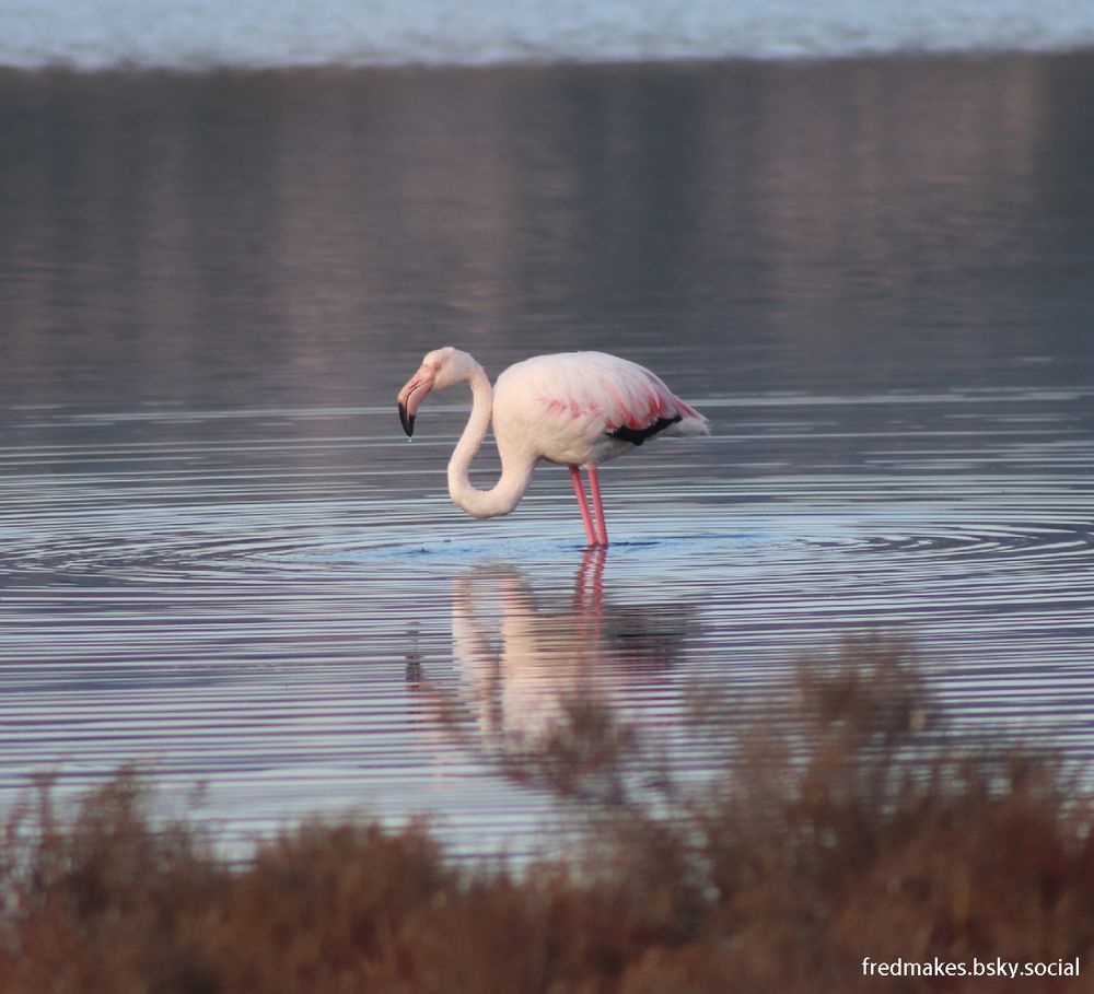 A flamingo standing in marsh
