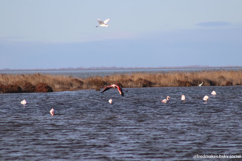 A pink and black flamingo flies above water where 7 pink flamingos and 1 egret are standing; one white egret if flying above