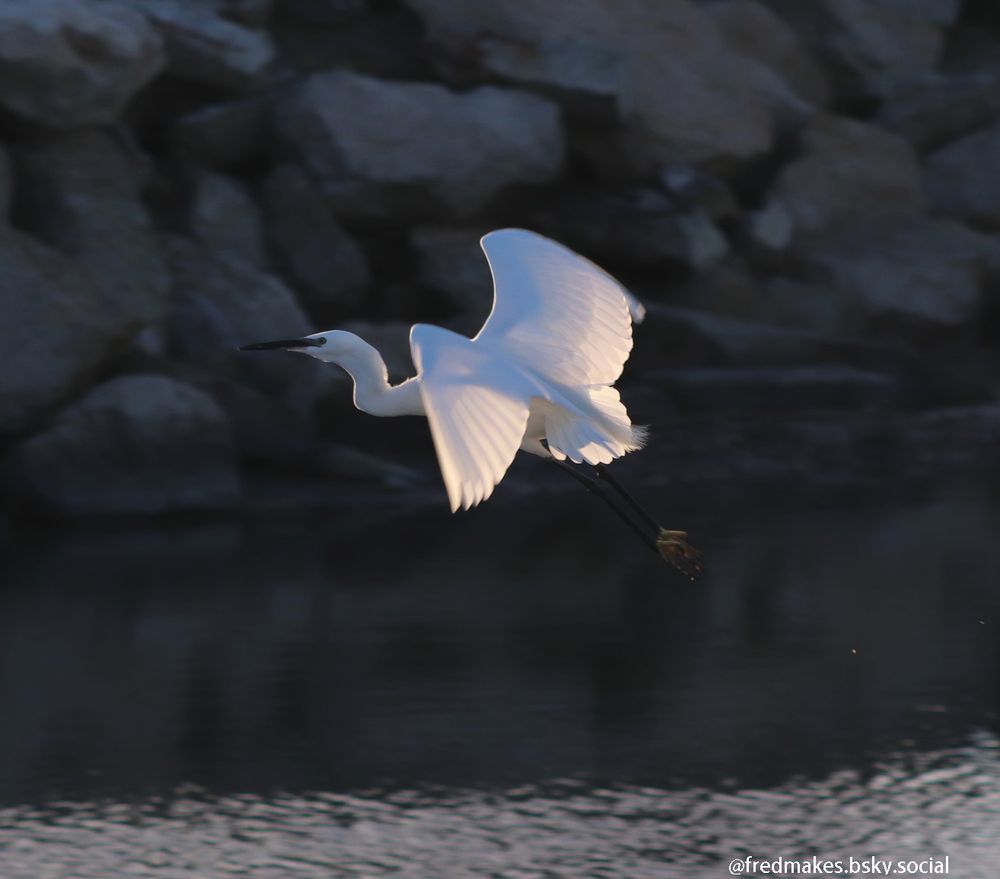 A white egret taking off from a rocky marsh