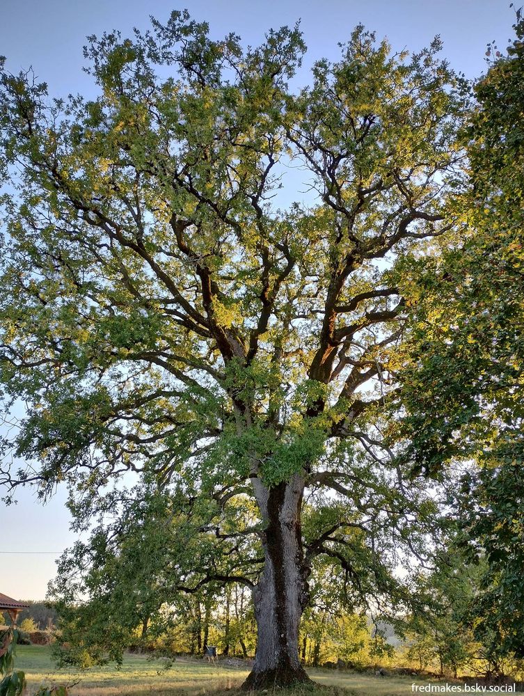 Photo of a large oak tree standing in a field; it has green leaves and is backlit by sunlight