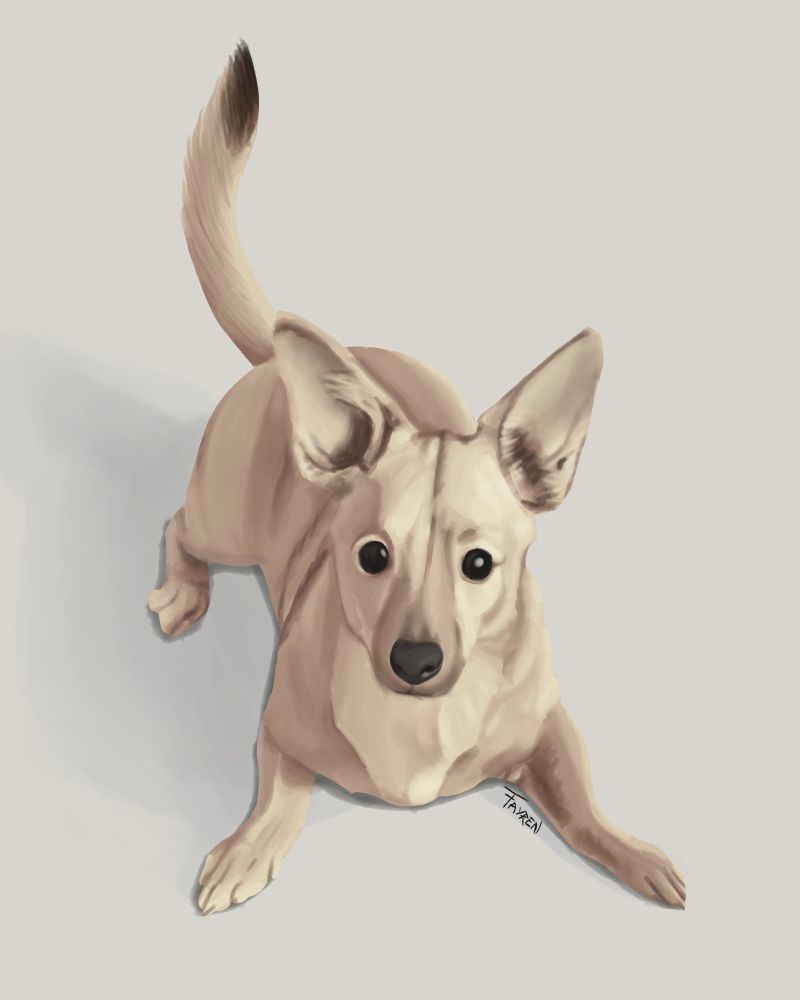 A digital drawing of a sand-coloured dog with a black-tipped tail. He's laying expectantly on the ground, staring with his large black eyes at the viewer. His tail and huge ears are standing up.