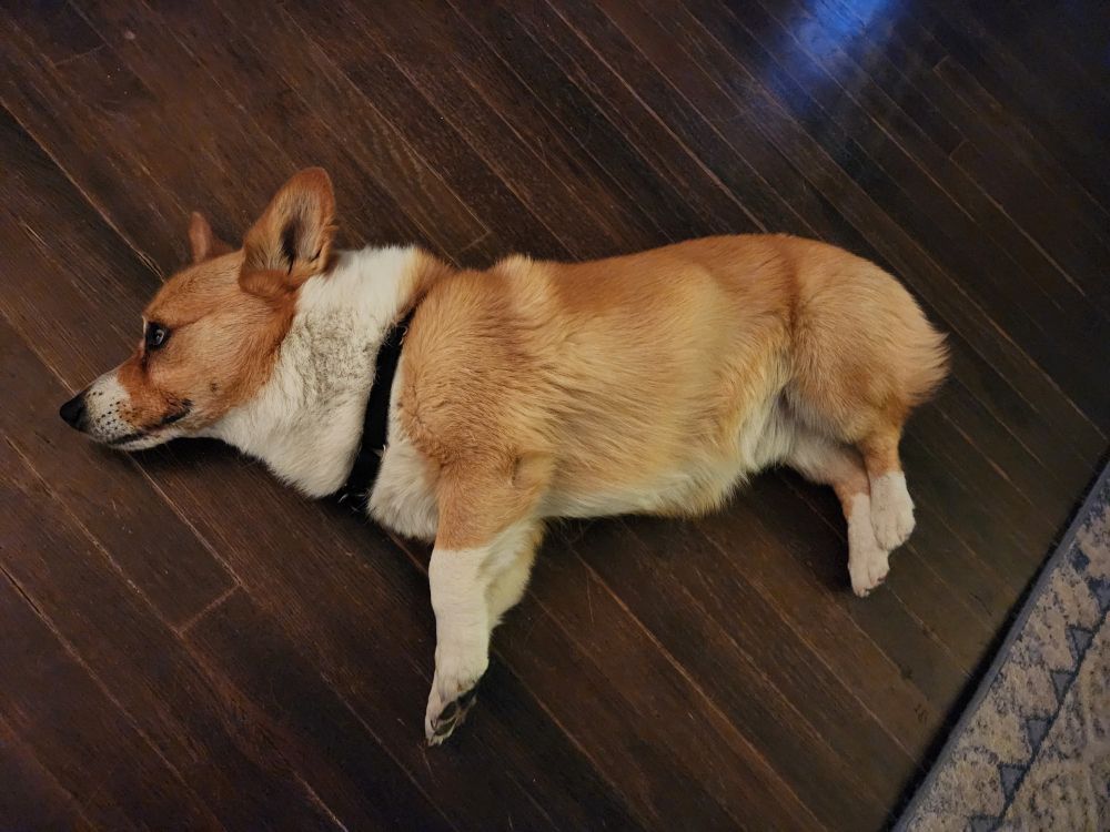 A corgi laying on his side.