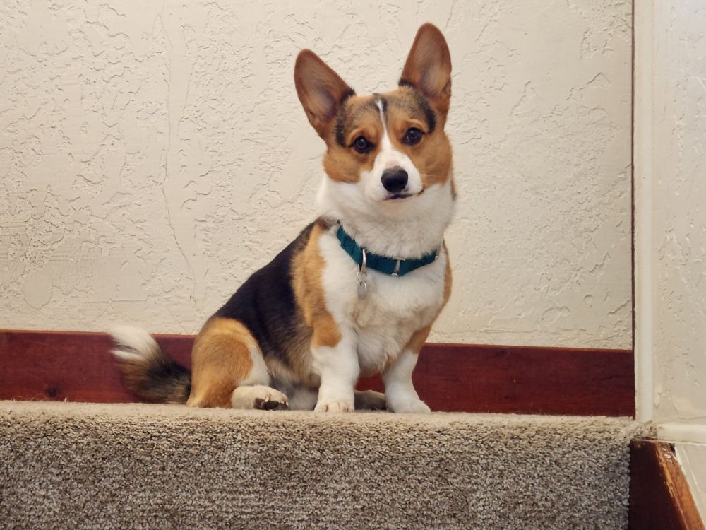 Thor the corgi at the top of a staircase with his ears up
