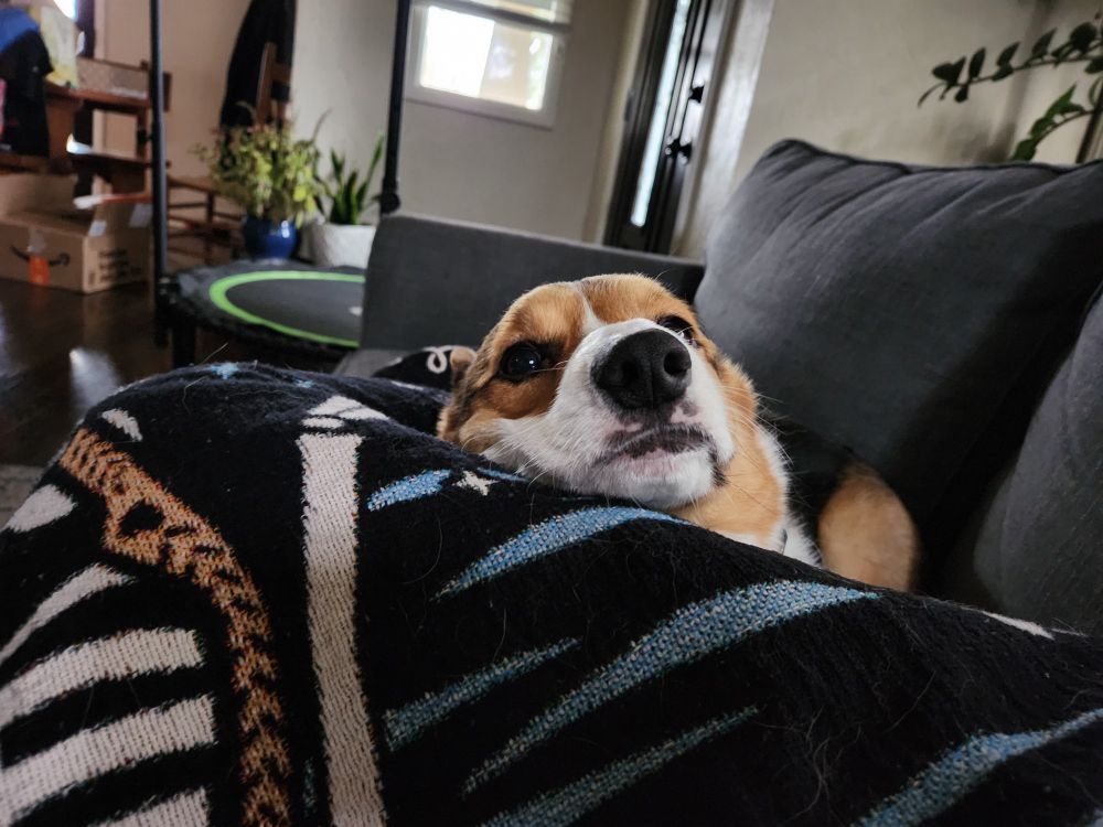 A corgi awkwardly using me as a pillow, on the sofa.