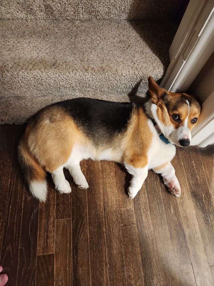 Thor the corgi awkwardly using the wall as a pillow