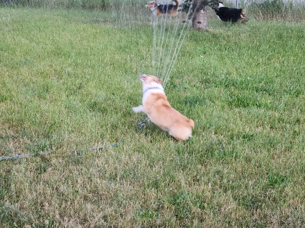 Corgi playing in a sprinkler again