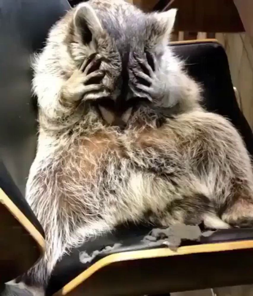 a raccoon is covering its eyes with its paws while sitting on a chair