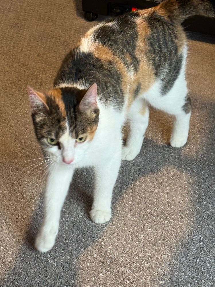 Calico cat