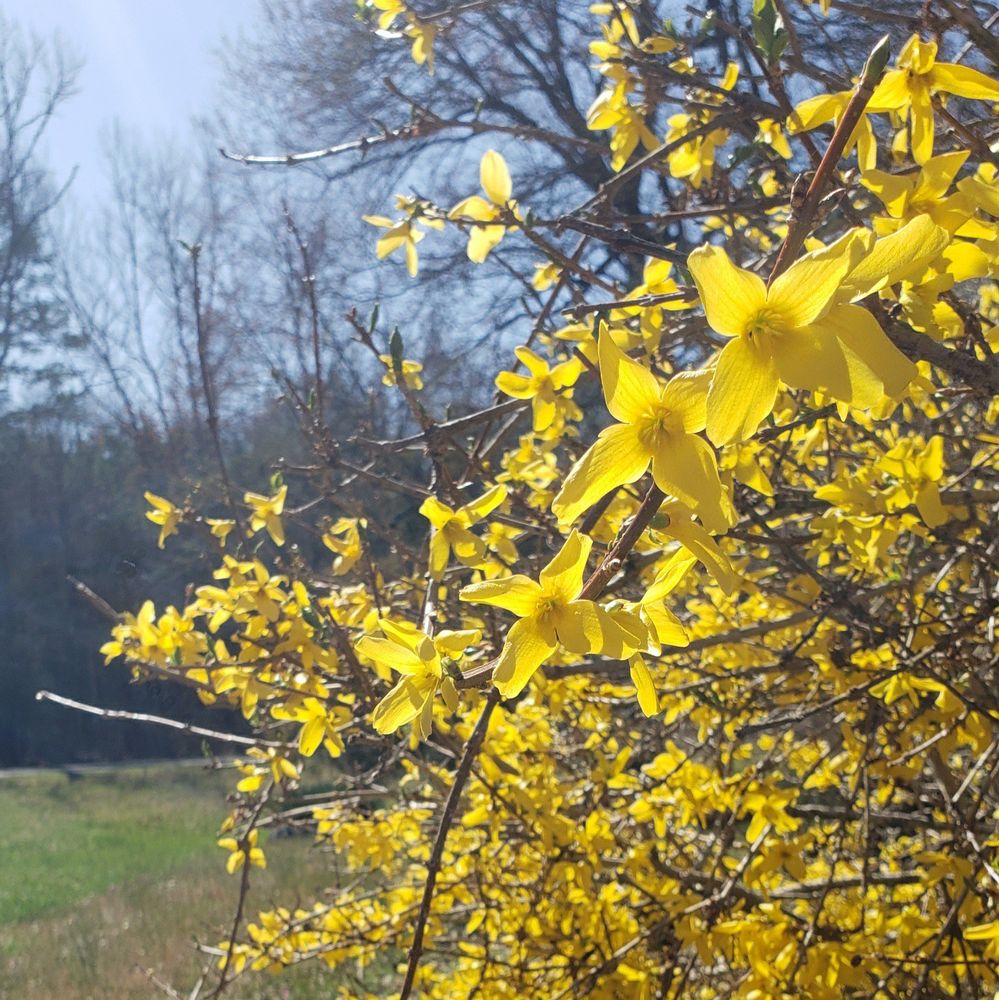 Yellow flower bush in the sunlight