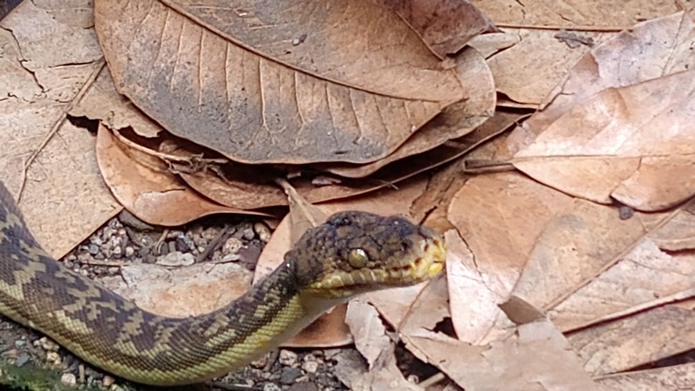 A close side view of a snake on dry leaves in a zoo exhibit.