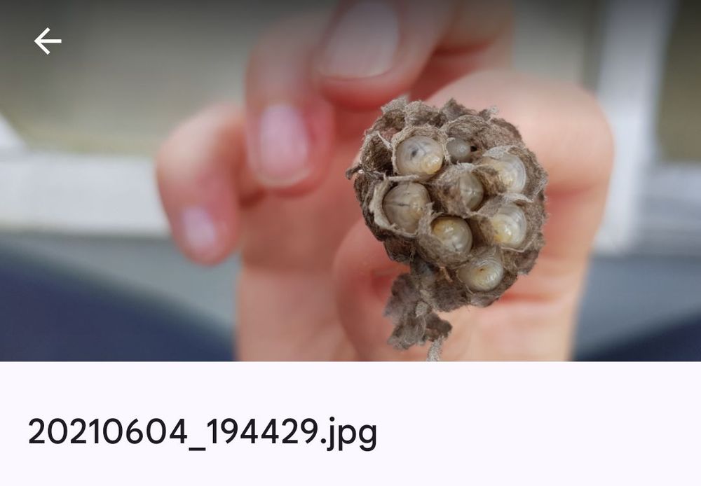 Eine Hand hält den Rest von einem aufgehackten Wespennest in der Hand. Larven sind sichtbar. Auch der Dateiname des Fotos ist sichtbar und zeigt das Datum. 2021 war das. 