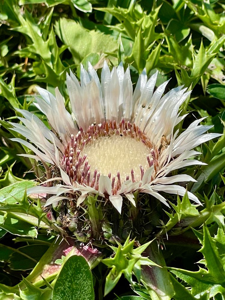 Eine Distel in einer Wiese.