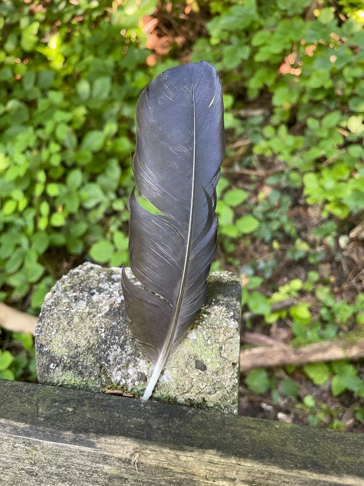 Eine schwarze Feder ist zwischen einem Holzbrett und einem Stein eingesteckt worden. Im Hintergrund sieht man verschwommene grüne Pflanzen. 
