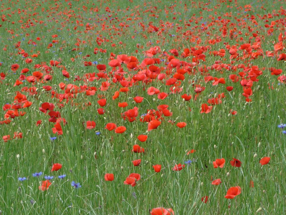 Eine Wiede voller Mohnblumen. 