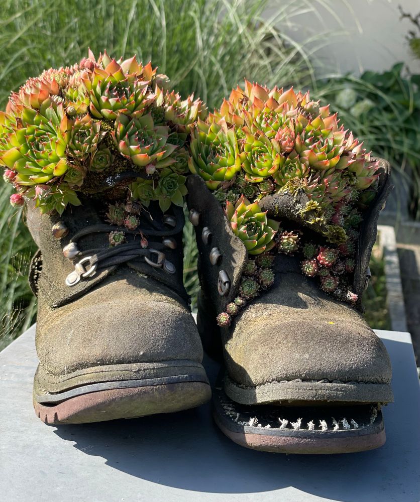 Alte Wanderschuhe aus denen der Hauswurz heraus wächst, stehen auf einer Gartenmauer.