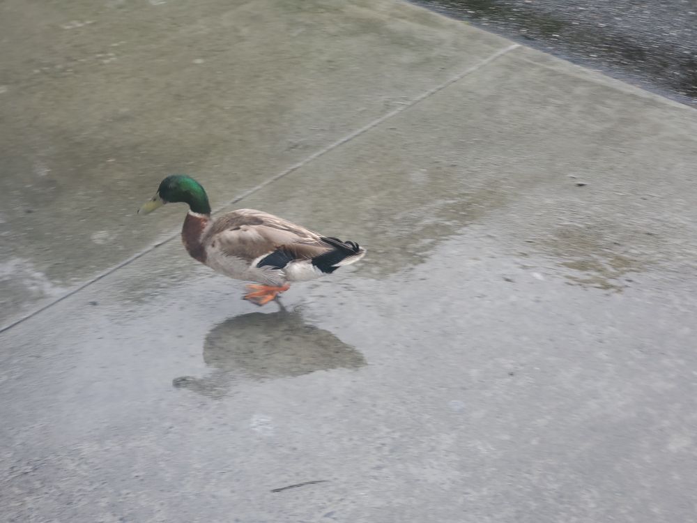 A mallard drake on concrete in the rain. 