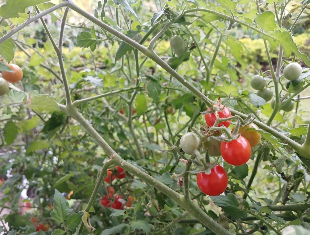 Everglades tomato plant