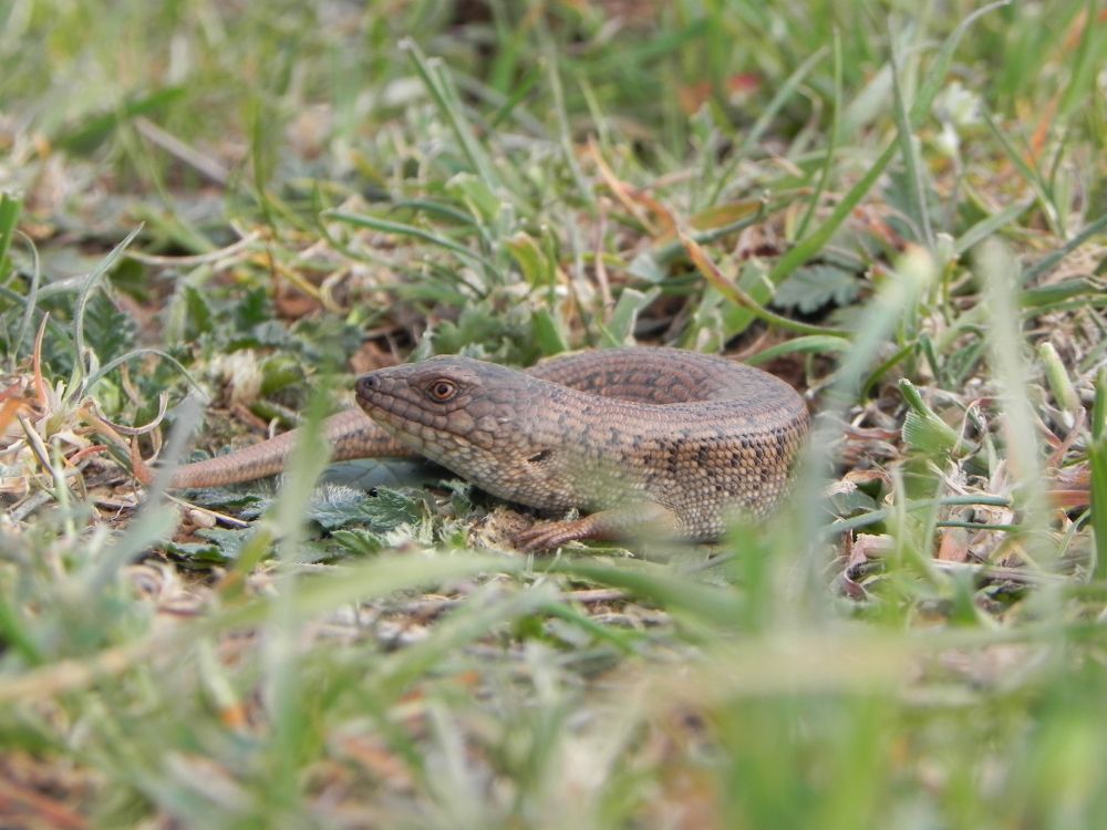 A pygmy blue tongue lizard curled up among the grass on the ground.