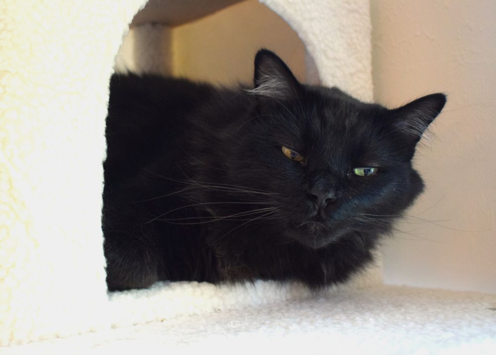 A sweet medium-haired black kitty resting inside his cat condo, looking very relaxed