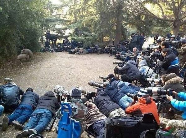 photo of dozens of wildlife photographers encircling two pigs in the woods having sex