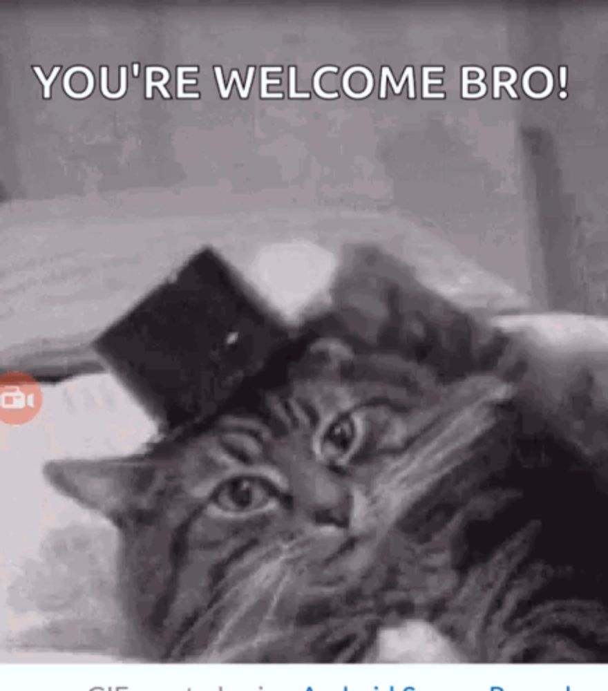 Cat GIF