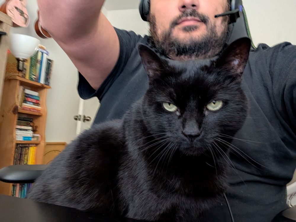 Soul, the black cat, looking at the camera