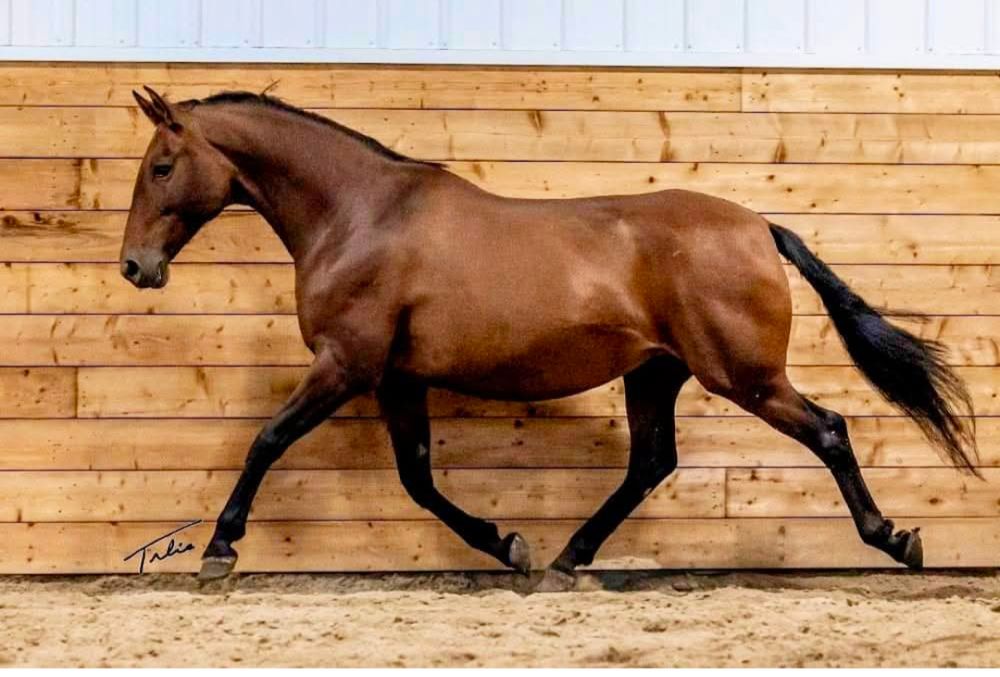 Photo of bay Andalusian mare