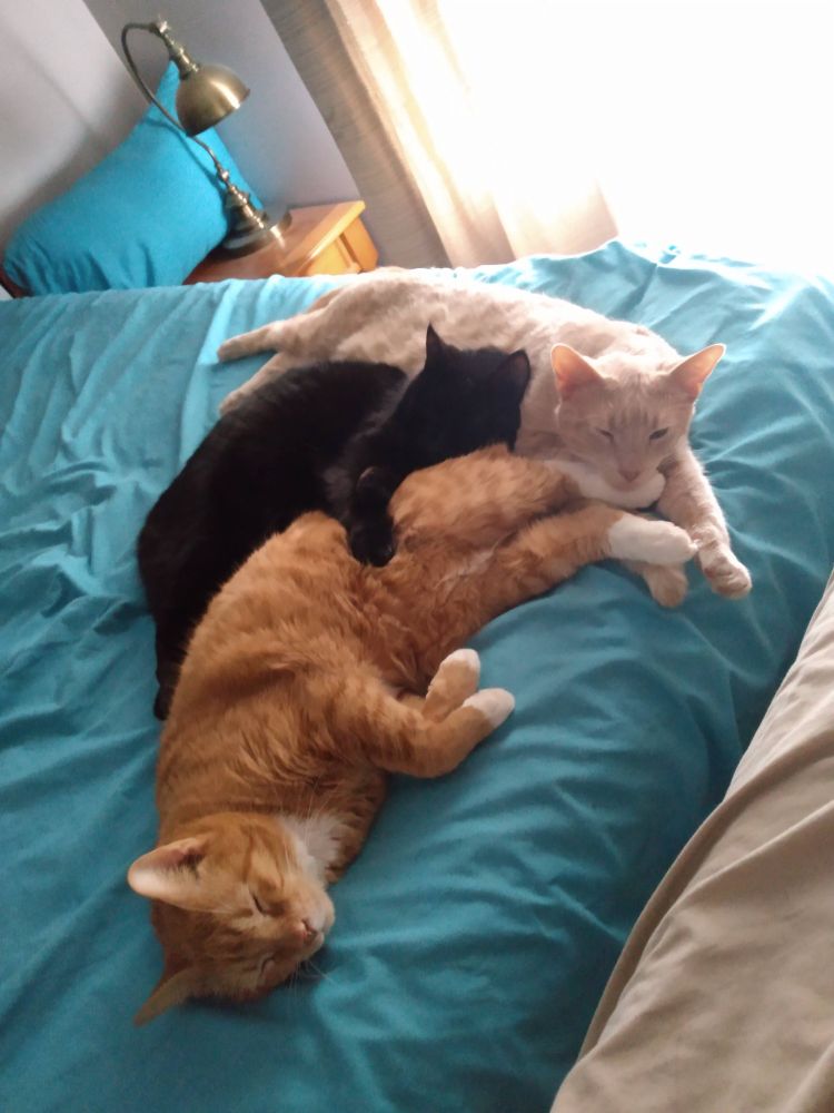 Black cat-Shadow tan cat-peanut orange cat-panda