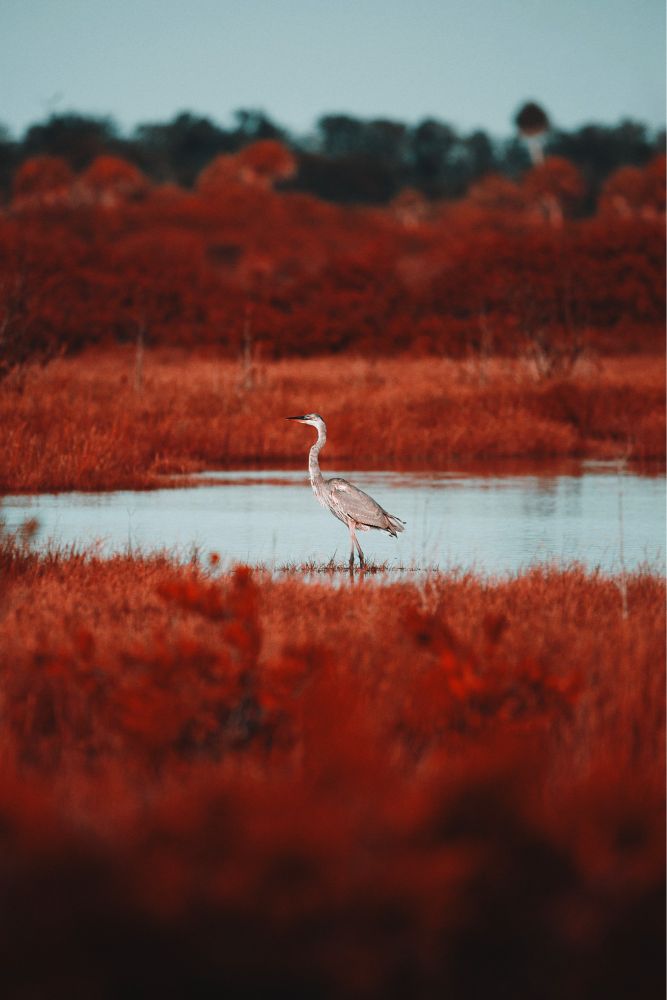 Tall tricolored heron wading through the water of a red toned swamp. The photograph was processed as Kodak aerochrome coloring to give it a moody other-worldly visual of flipped colors.