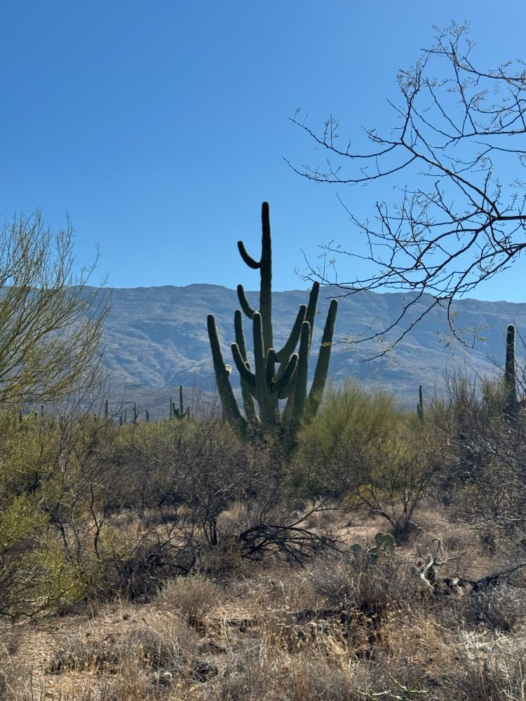 Saguaro cactus with multiple arms and mountains in the background