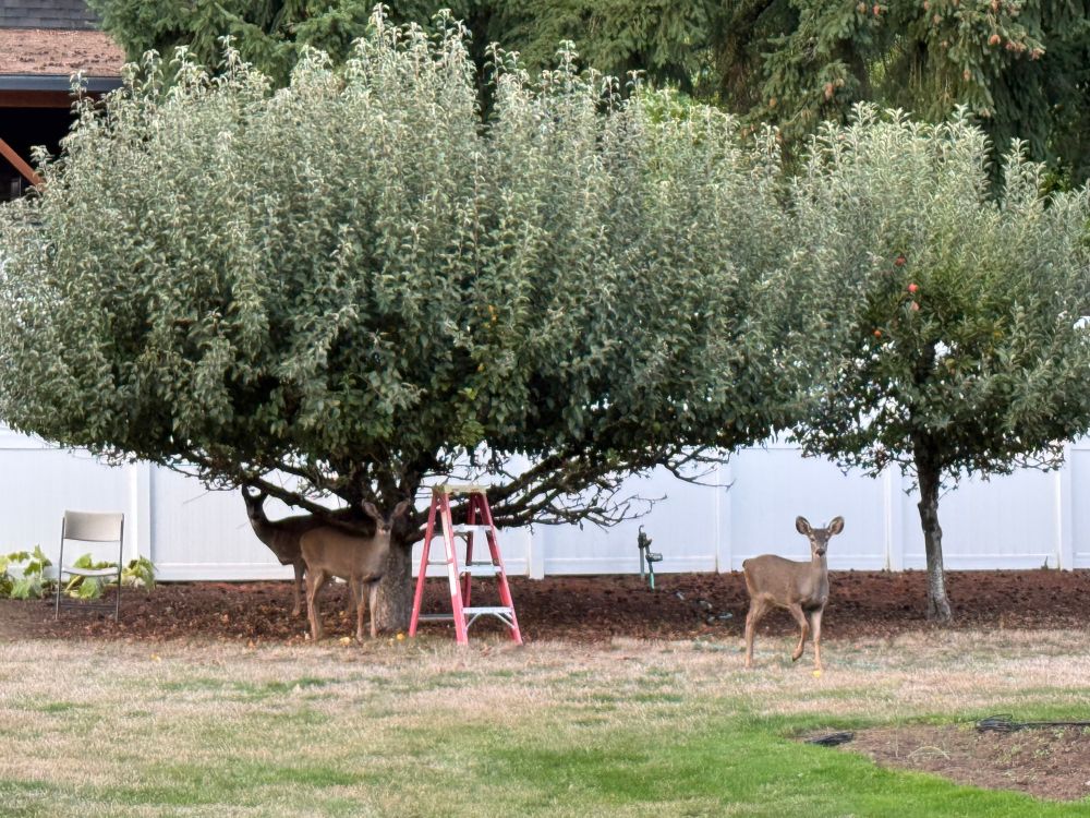 Three deer under Spitzenburg and Braeburn apple trees.