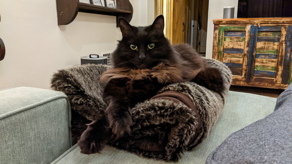A photo of Alex's black cat