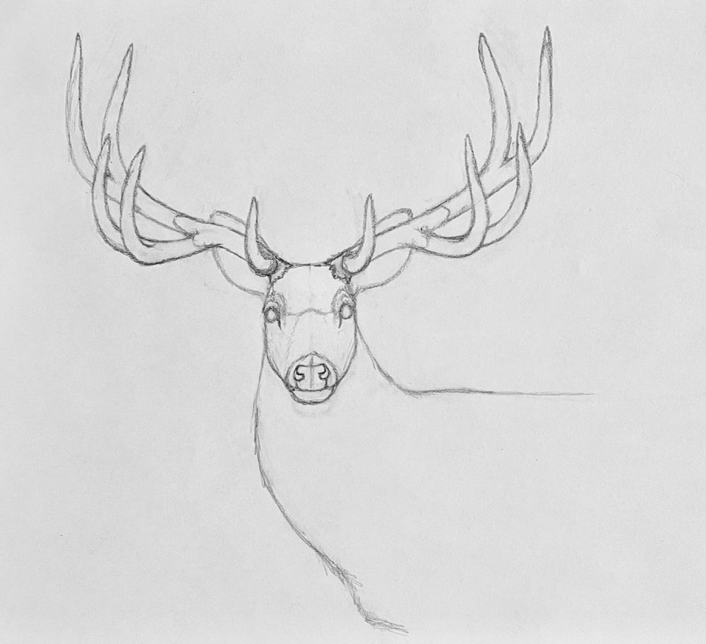 Rough black-and-white sketch of a bust of the Toronto Subway Deer, depicting it as a large-antlered cousin of Mule Deer as suggested by a recent paper looking at its genetics. Its body is in lateral view facing towards the left, with its head turned to face directly at the viewer. There aren’t many details yet, it’s a work-in-progress.
