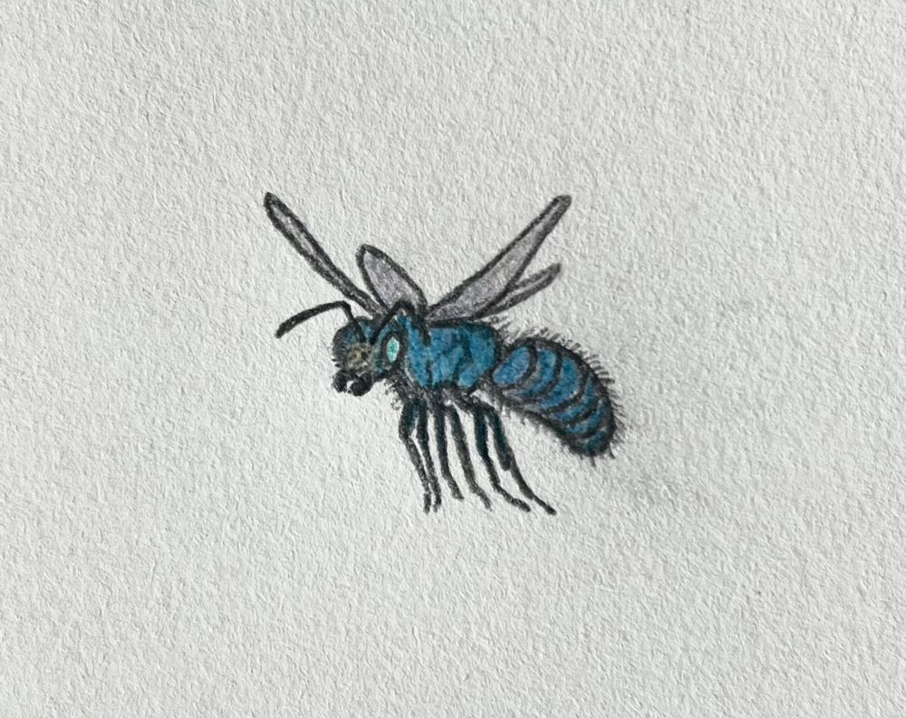 A colored-pencil sketch of a small blue mason-bee in flight, on a white piece of paper. The bee is facing towards the left side of the page and slightly angled towards the viewer. Its large eyes are a pale blue, while the rest of its body is a darker blue and covered in small fuzzy hairs. Its wings are spread out and slightly curved upwards as it is flapping them to fly.