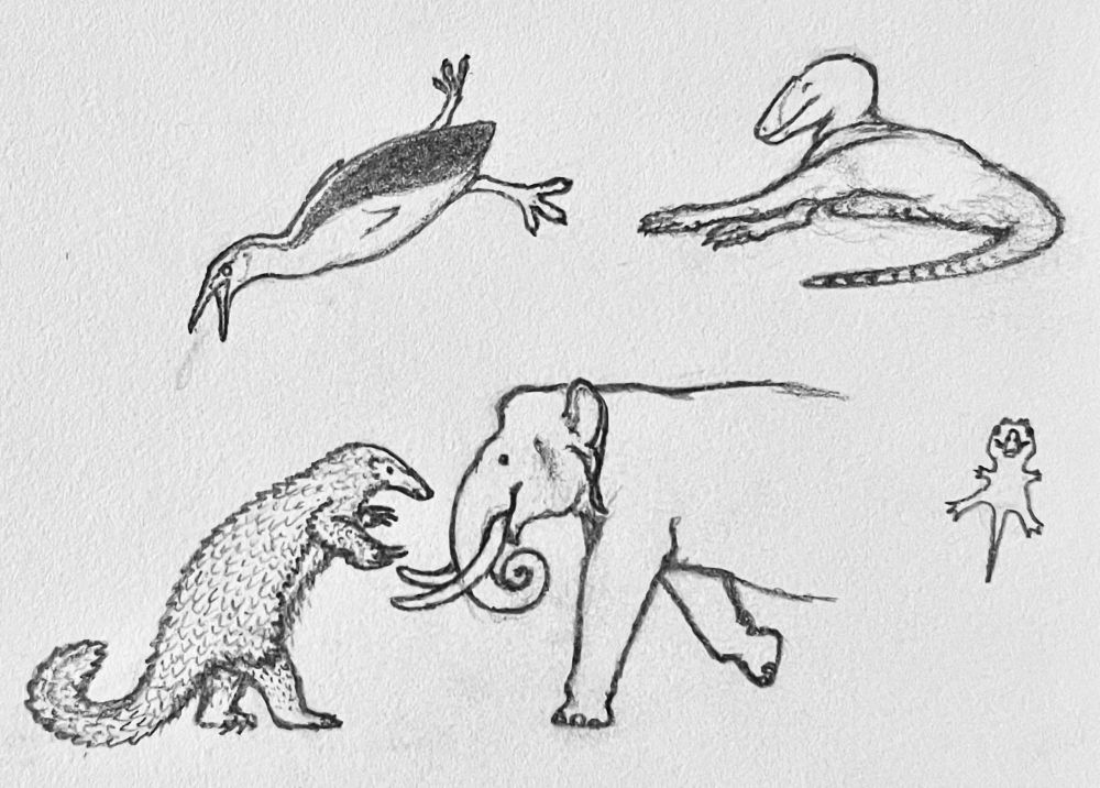 Four small, black-and-white pencil sketches of various prehistoric animals. In the top left is a Hesperornis, swimming diagonally downwards with mouth wide open. In the top right is an Asiatyrannus lying on its side with legs outstretched and eyes closed. In the bottom left is a Manis palaeojavanica standing bipedally as an Elephas hysudrindicus charged towards it. In the bottom right is a small, chibified sketch of Khankhuuluu, looking like a marketable plushie version of itself that got soaked and then wrung dry.
