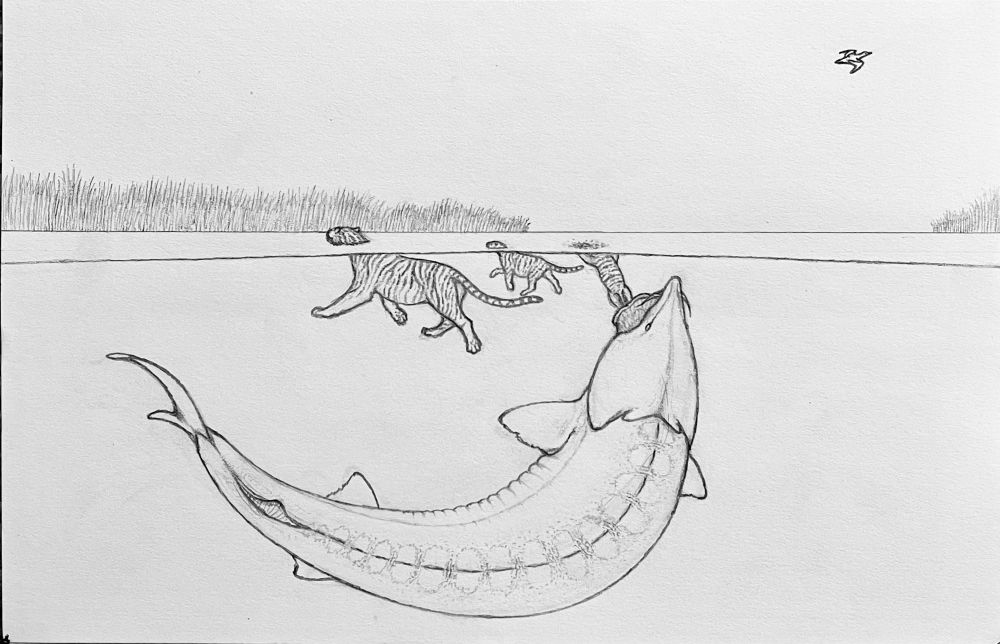 Work-in-progress black-and-white pencil drawing of a half-underwater scene in a river mouth at the edge of the Caspian Sea, with a huge Beluga Sturgeon attempting to suck in and swallow one of two Caspian tiger cubs which are following their mother across the water.