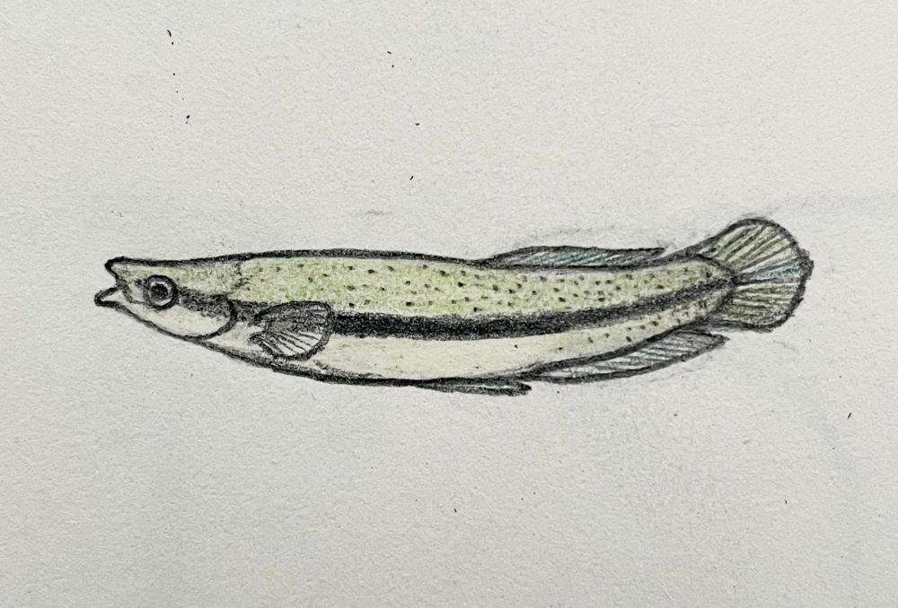 Colored-pencil drawing of a Blackspotted Topminnow fish in side view, very slightly arched with its head and tail upwards and its mouth open. The body is quite elongated, with the top part a pale olive green and the belly a very pale tan, separated by a prominent black stripe stretching from the eye to the tail.