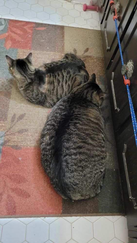 Smaller cat Bonnie with her butt near Jack's face 