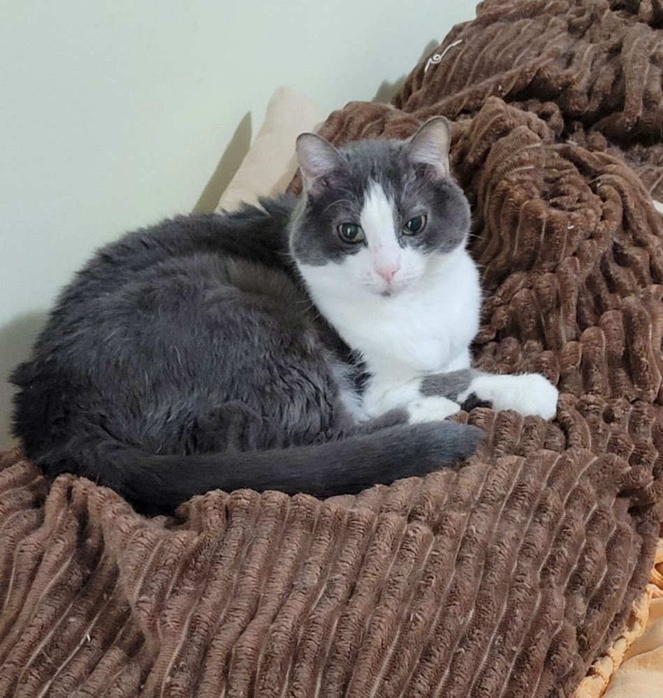 Tuxedo cat on brown corduroy pillow cover 