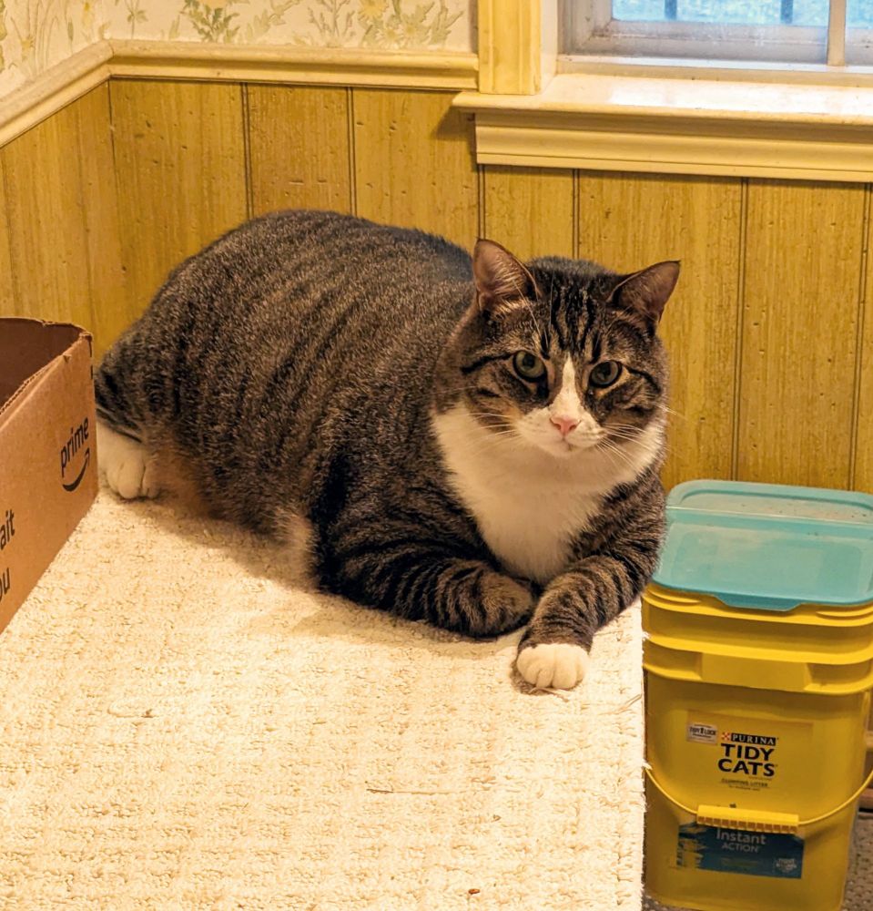 Male tuxedo Tabbie cat on white rug on table. Right side up, 3 of 4 legs tucked under. Looking at camera