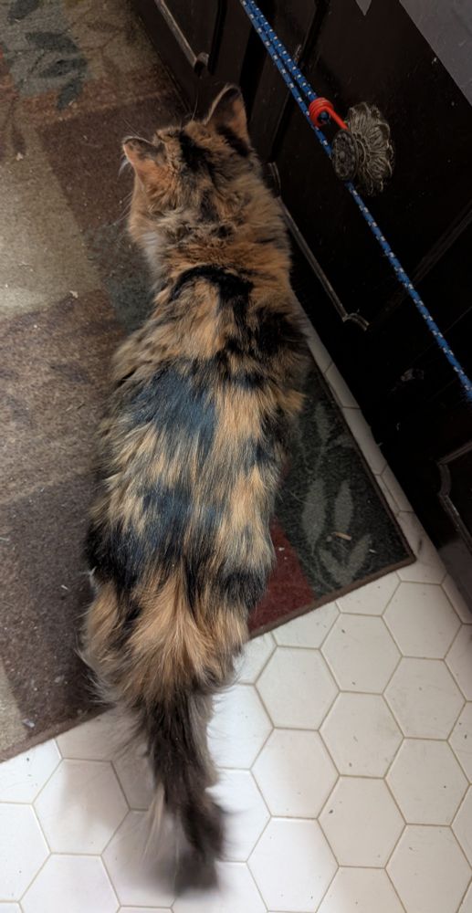 Calico cat, looking away so we see her tail and back. So much orange and brown and black -- unlike her front and belly, which has a lot of white fur. 