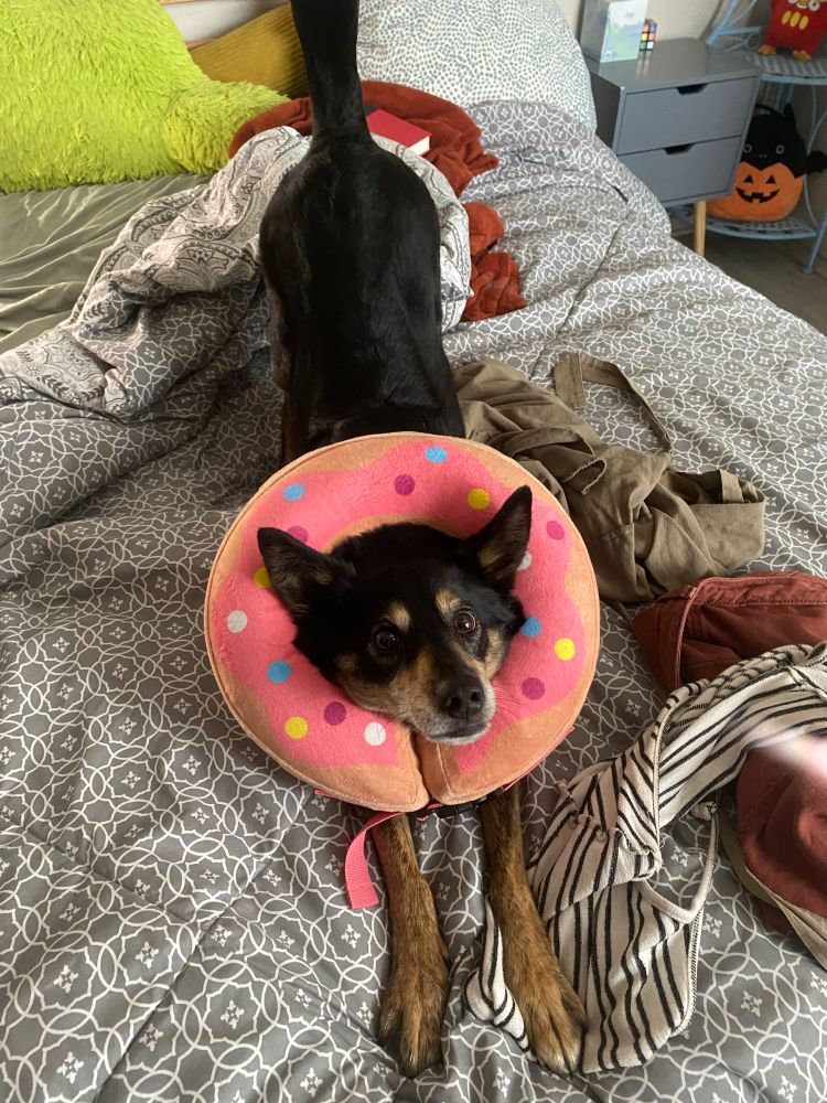 A medium size dog stretching on a bed while wearing a donut collar 