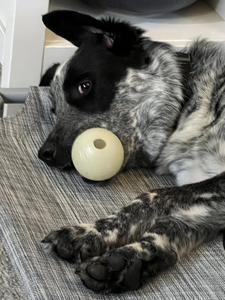 Lazy cattle dog with ball