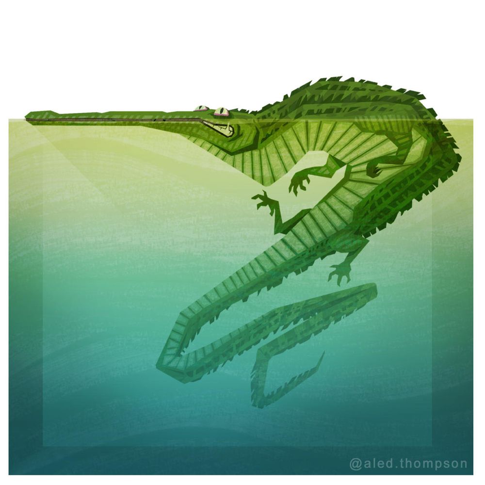 A crooked crocodile floating in water