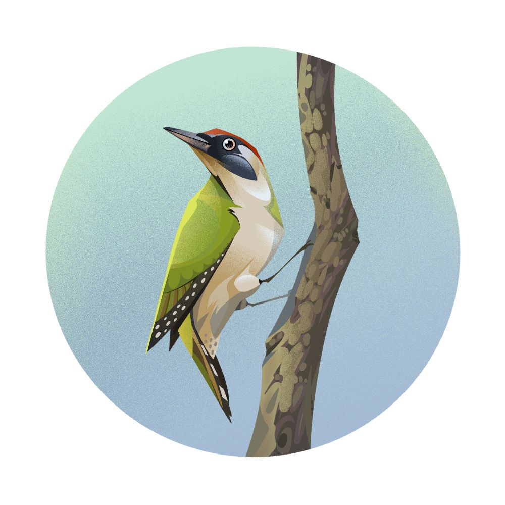 green woodpecker perched on a branch

