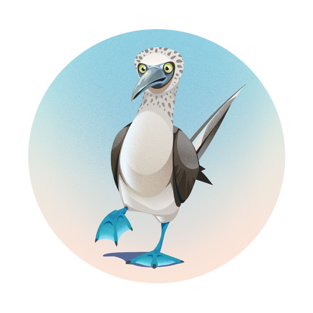 Blue Footed Booby - A seagull shaped white bird with dark brown wings, spots around its face, grey beak, pale green eyes and vibrant blue webbed feet. No boobs.