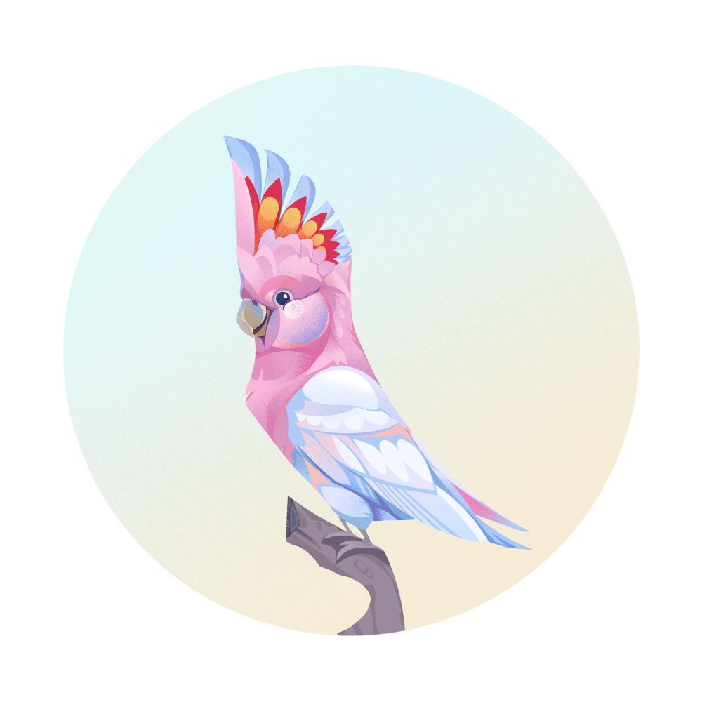 A cockatoo - a bird with white wings and belly and a vibrant pink head and curved beak with a crest of yellow and red tipped with white