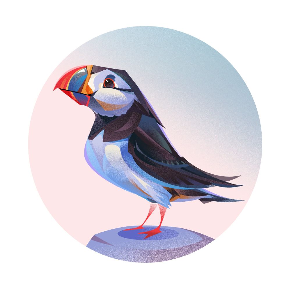 A puffin - A black and white bird with a big colourful red blue beak